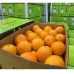 Australian mango Count 88